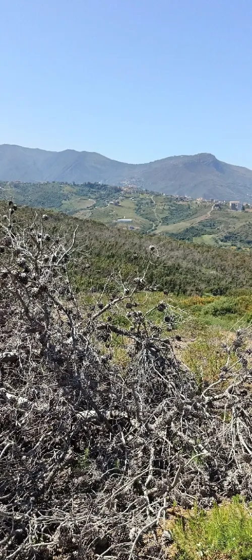 Vente Terrain Tizi Ouzou Azeffoun