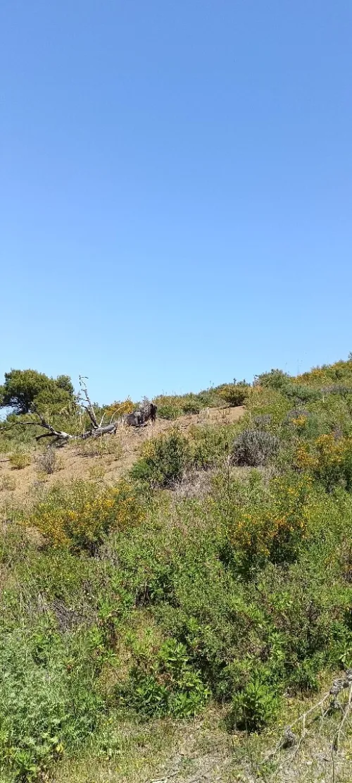 Vente Terrain Tizi Ouzou Azeffoun