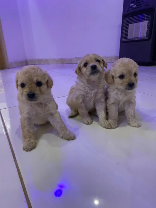 Chiot bichon 