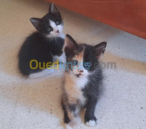 Chatons à l adoption 