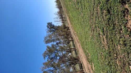 Vente Terrain Agricole Djelfa Bouira lahdab