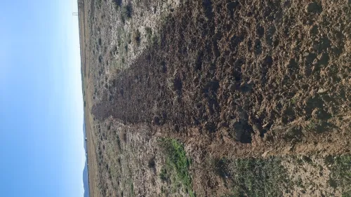 Vente Terrain Agricole Djelfa Bouira lahdab