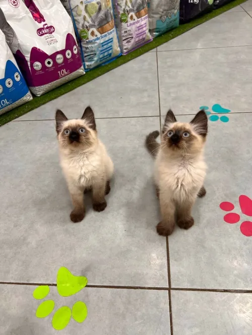 2 chats siamois couple