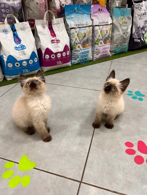 2 chats siamois couple