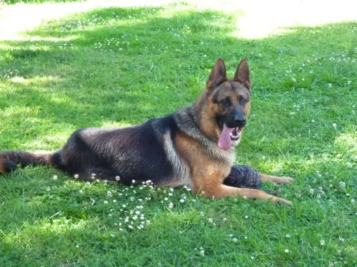 chien berger allemand