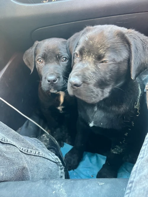 Cane corso