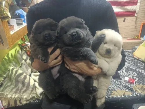 Chow-chow
