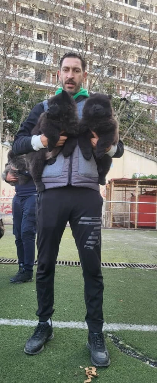 Chow-chow