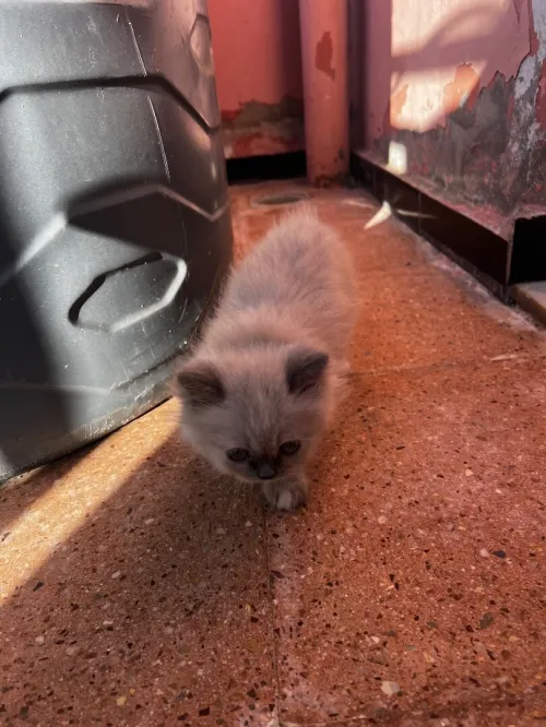 Des chatons persan himalayen 