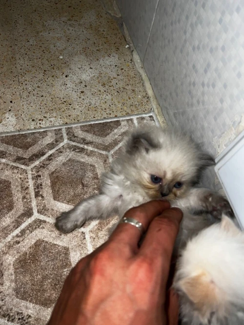 Chaton person picky face pure race 1 mois 