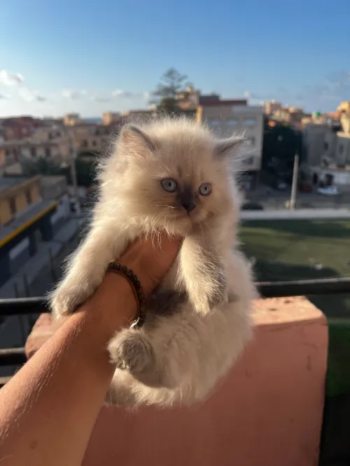 Des chatons persan himalayen 