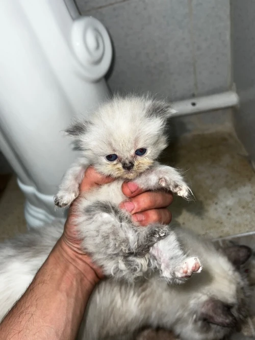 Chaton person picky face pure race 1 mois 
