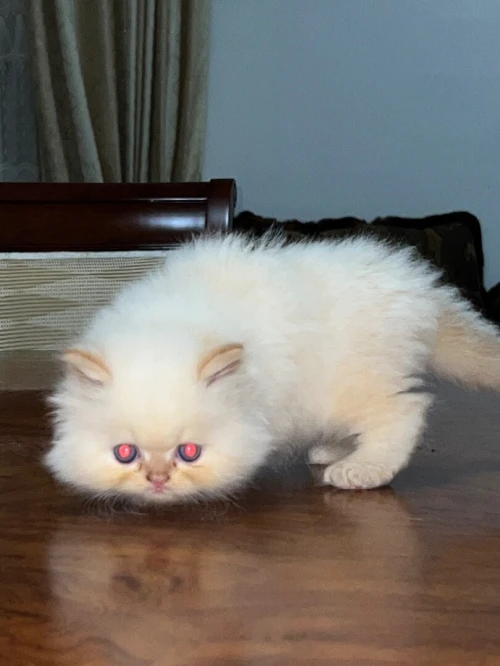 Des chatons person pake face age 1 mois 