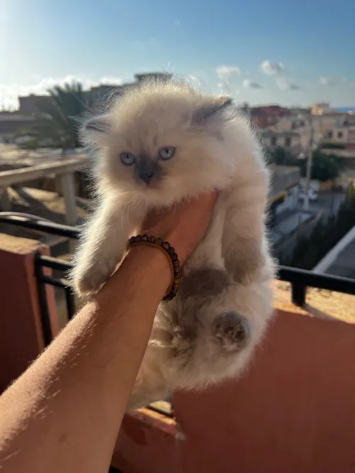 Des chatons persan himalayen 