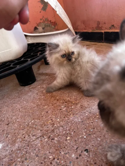 Des chatons persan himalayen 