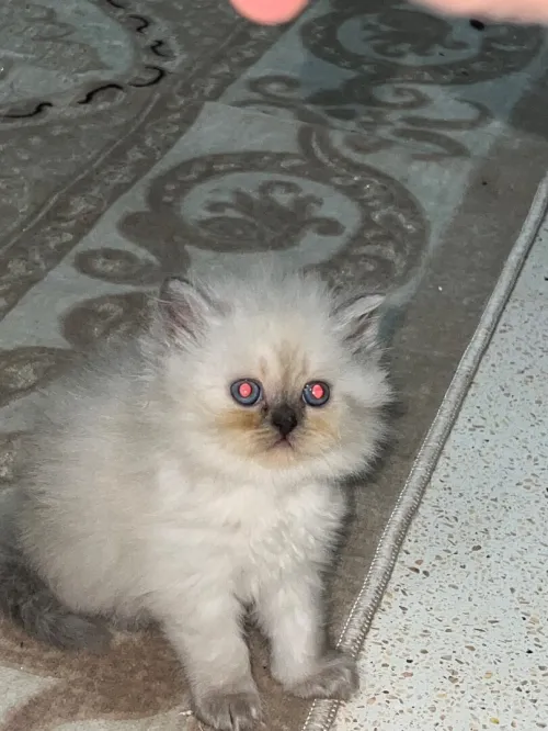 Des chatons person pake face age 1 mois 