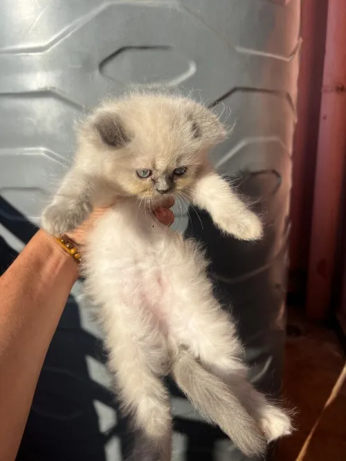 Des chatons persan himalayen 