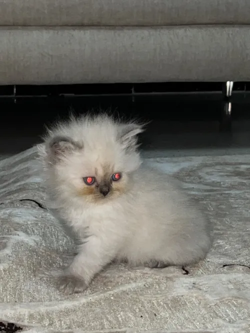 Des chatons person pake face age 1 mois 