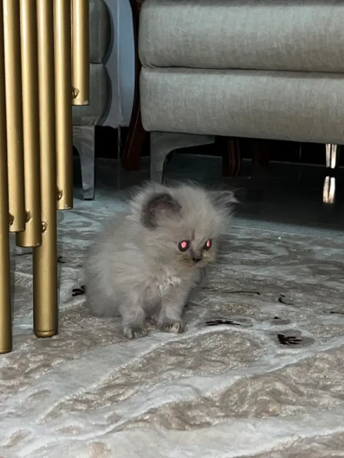 Des chatons person pake face age 1 mois 
