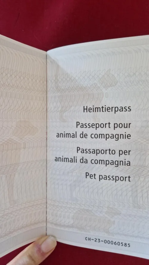 Persan de race, importé en Suisse avec documents officiels
