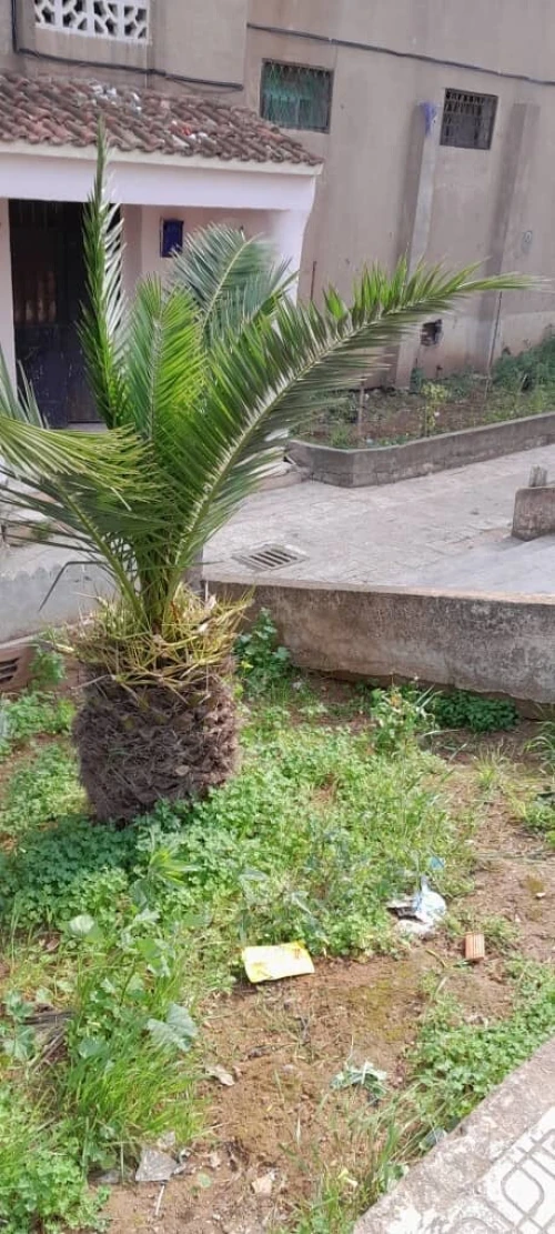 Location Appartement F4 Tipaza Kolea