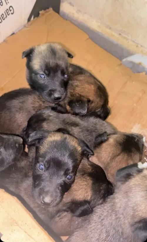 Malinois chiot 1mois