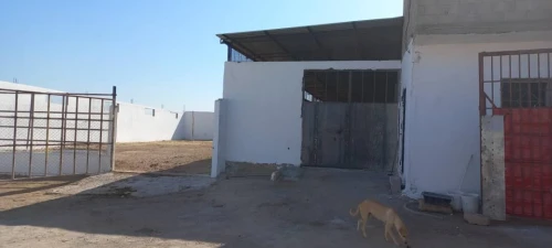 Vente Hangar - Usine Tlemcen Hennaya