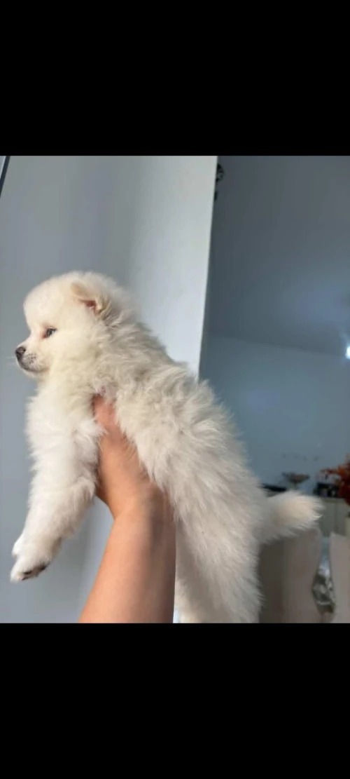 Chien spitz