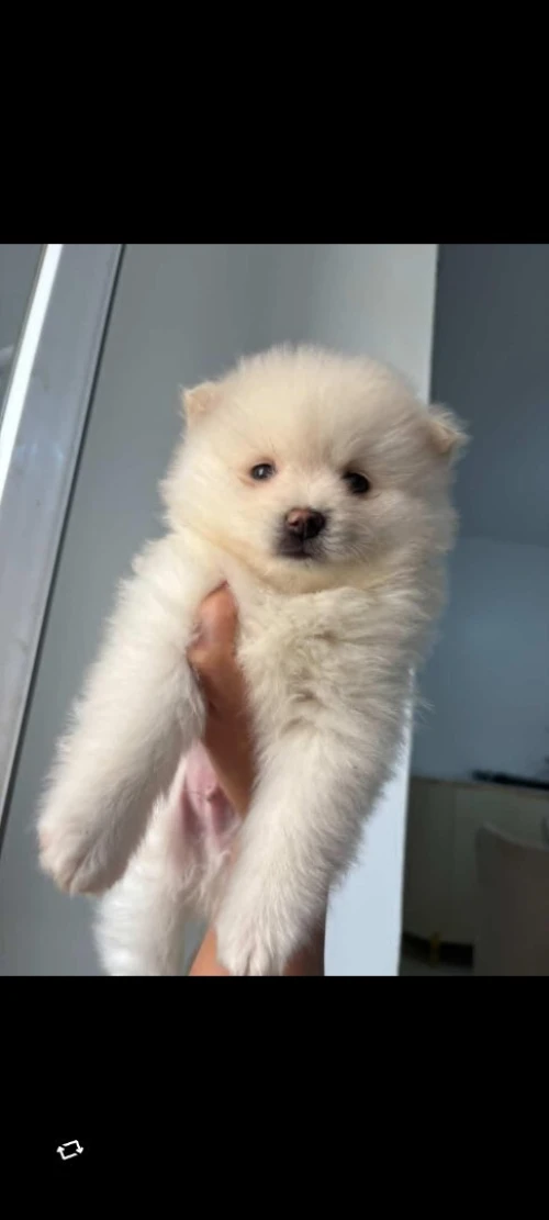Chien spitz