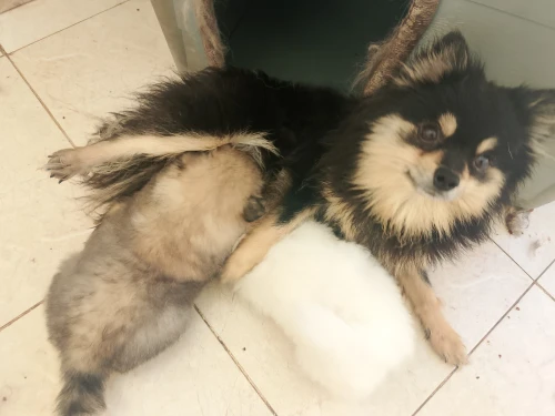 Chien spitz