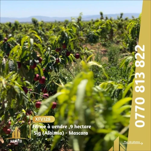 Vente Terrain Mascara Alaimia