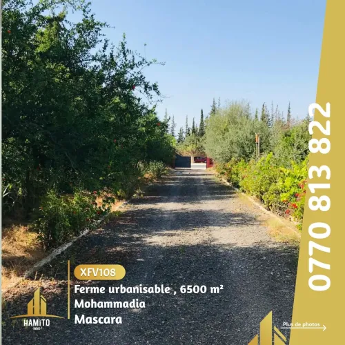 Vente bien immobilier Mascara Mohammadia