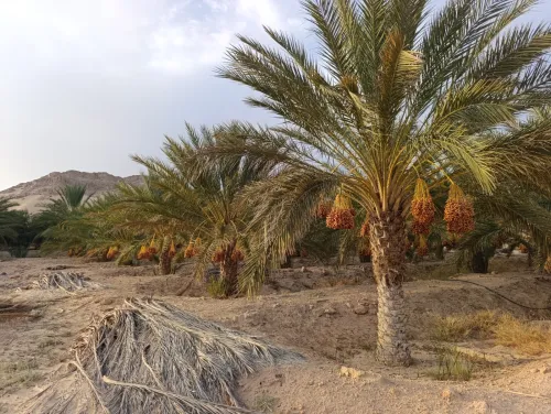 Vente Terrain Agricole Biskra El hadjeb