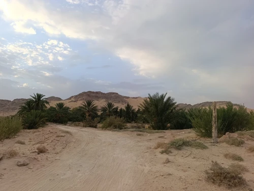 Vente Terrain Agricole Biskra El hadjeb