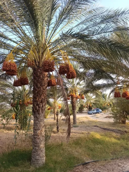 Vente Terrain Agricole Biskra El hadjeb