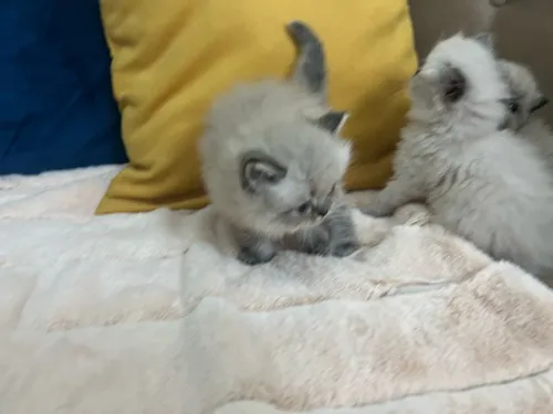 Chatons Persan himalayen et Red point 