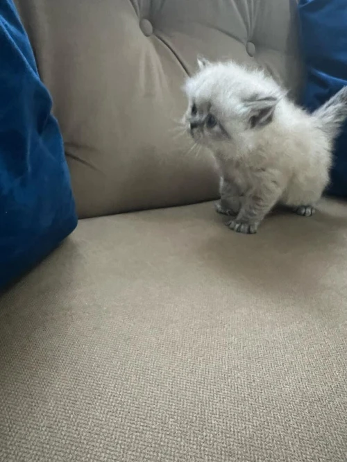 Chatons Persan himalayen et Red point 