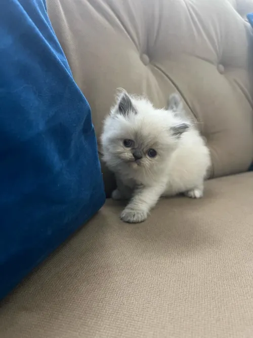 Chatons Persan himalayen et Red point 