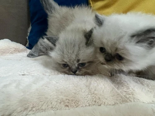 Chatons Persan himalayen et Red point 