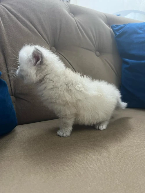 Chatons Persan himalayen et Red point 