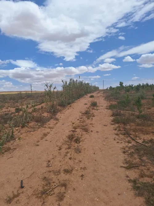 Vente Terrain Agricole Tiaret Ain kermes