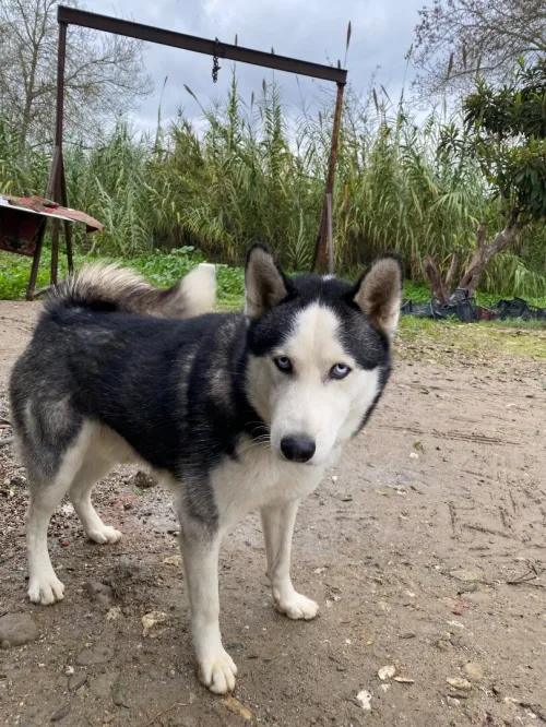 Magnifique Husky Sibérien de 2 ans à vendre