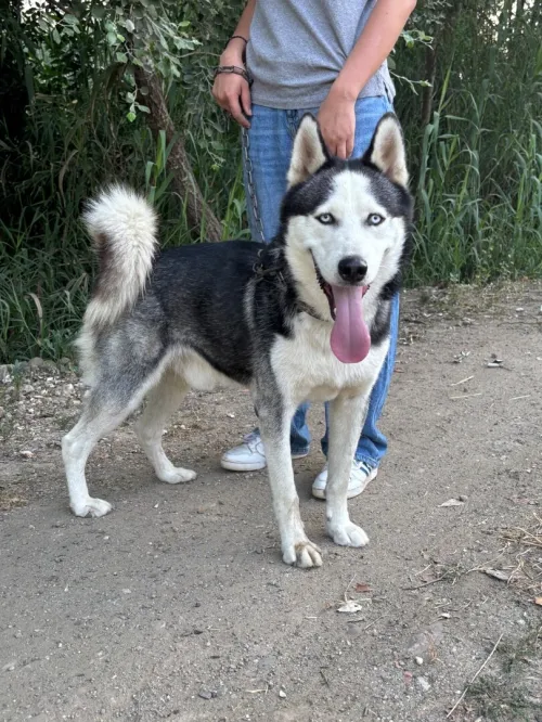 Magnifique Husky Sibérien de 2 ans à vendre