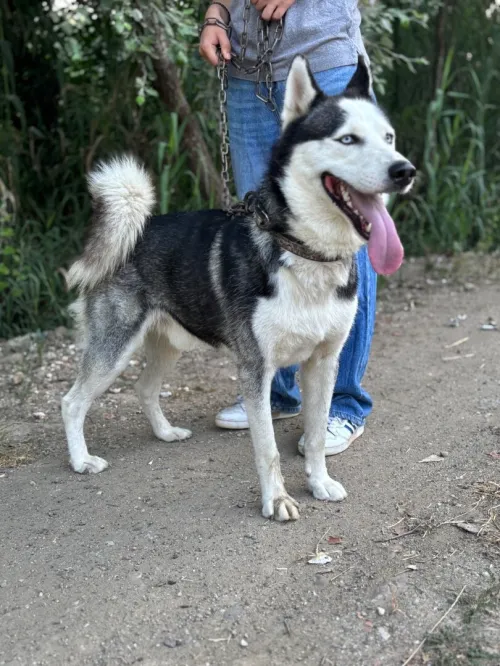 Magnifique Husky Sibérien de 2 ans à vendre