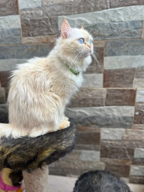 Chat persan
