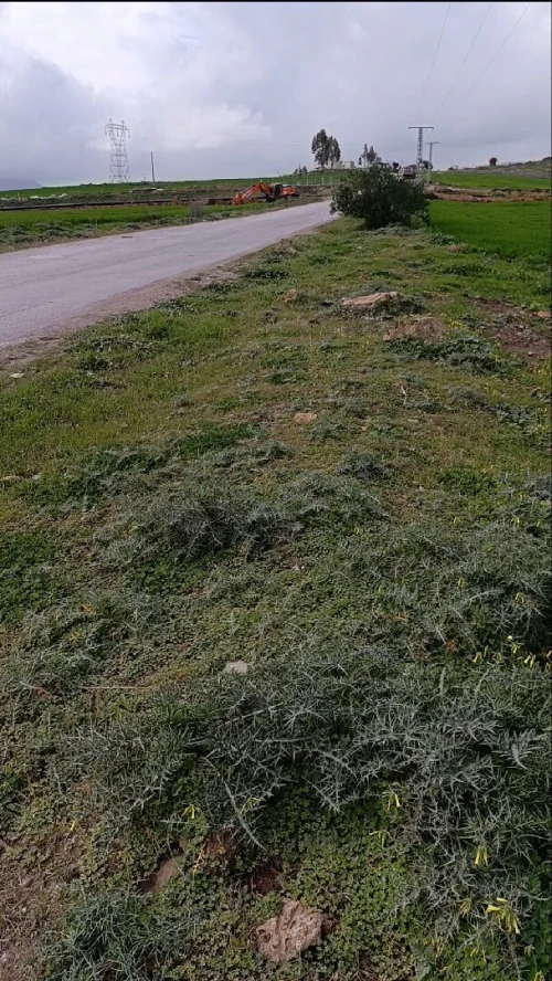 Vente Terrain Agricole Guelma Heliopolis