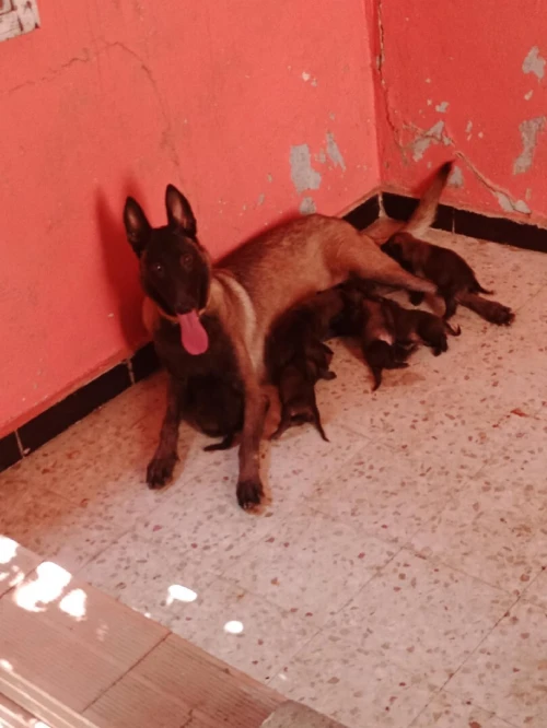 Malinois 