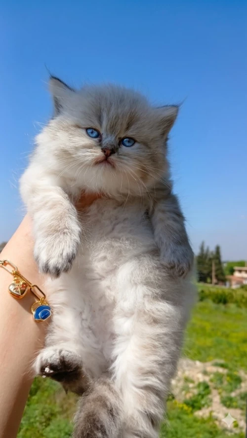 Disponible male persan 55 jour