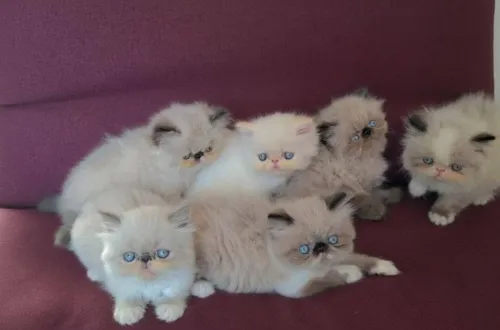 Disponible des chaton himalaya 2 mois