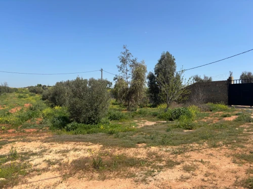 Vente Terrain Agricole Oran Boufatis